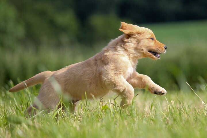 golden retriever