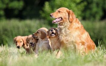 Golden Retriever