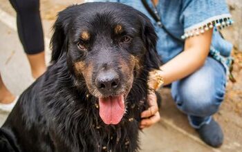 Golden Rottie