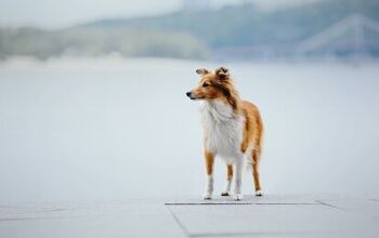 Golden Sheltie