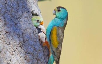 Golden Shouldered Parrot