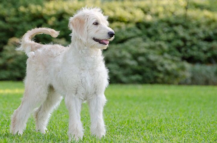 goldendoodle