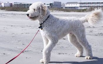 Goldendoodle