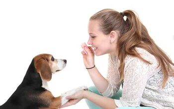 Good Dog! The Best Ways To Reward Your Dog