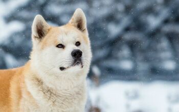 Google Japan’s Street View Has Gone To The Dogs [Video]