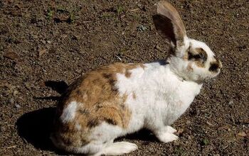 Gotland Rabbit