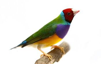 Gouldian Finch