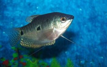 Gourami