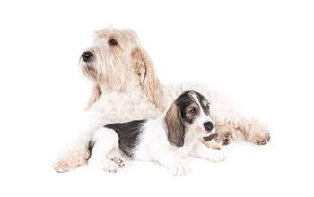 Grand Basset Griffon Vendeen