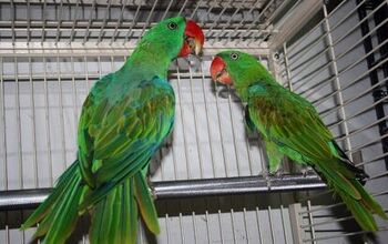 Great-Billed Parrot