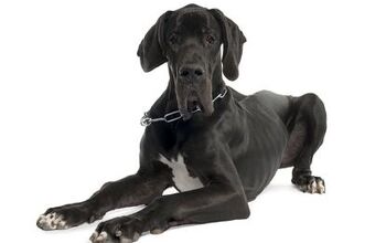 Great Dane