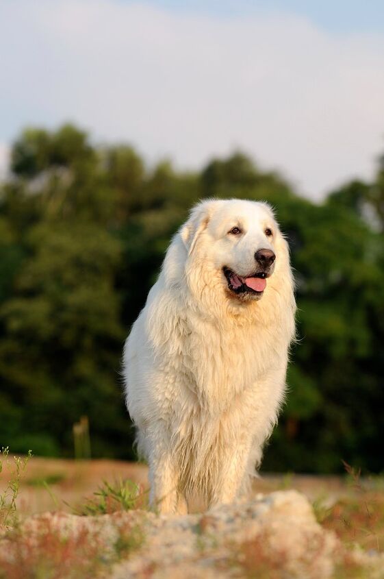 great pyrenees