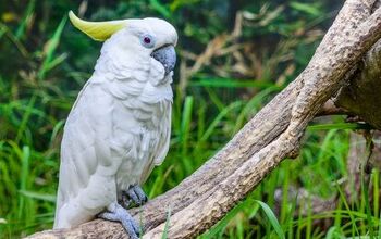 Greater Sulphur Crested Cockatoo