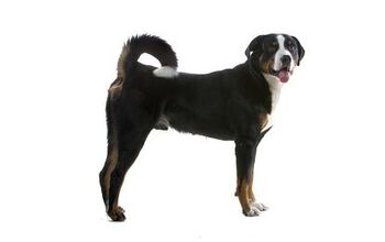 Greater Swiss Mountain Dog