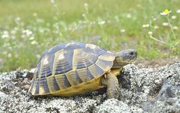 Greek Tortoise