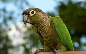 Green Cheeked Conure