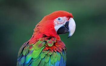 Green Winged Macaw