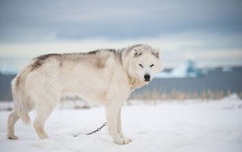 Greenland Dog