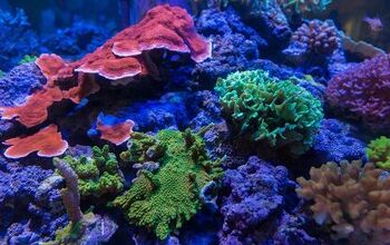 Growing and Propagating Your Own Coral