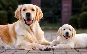 Guide Dog Trigger Retires After Fathering Over 300 Puppies