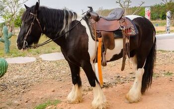 Gypsy Horse