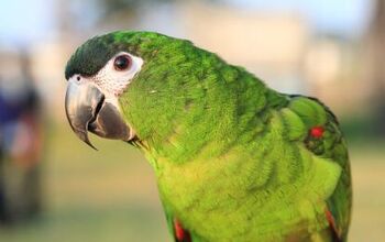 Hahn’s Macaw