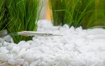 Halfbeak