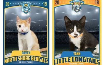 Hallmark Channel’s Kitten Bowl VI: Here Are Your Champs!