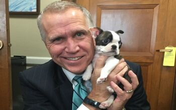 Halloween Canine Costume Contest Shows There’s Bi-Paw-tisanship on C