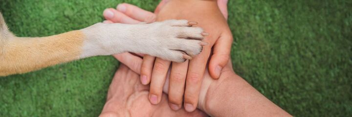 hands in dog videos are crushing it so why are my dogs opting out, Photo Credit Elizaveta Galitckaia