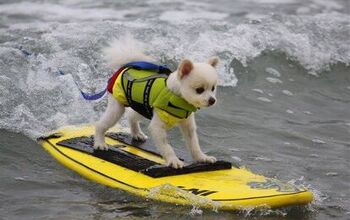 Hang 10 With Your Pup At Surf City Surf Dog Competition