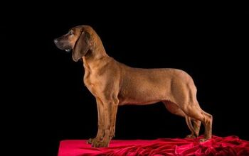 Hanover Hound