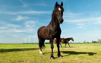 Hanoverian Horse