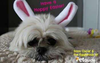 Happy Easter From Oscar and the Eggheads at PetGuide