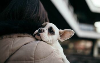 Happy Ending for Dogs Affected by Chicago’s Extreme Shelter Overcrow