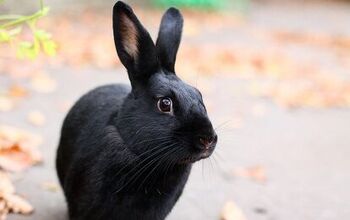 Havana Rabbit