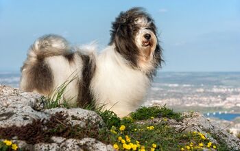 Havanese