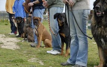 Head’s Up, Dog Trainers: Why You Should Treat Humans Like Dogs