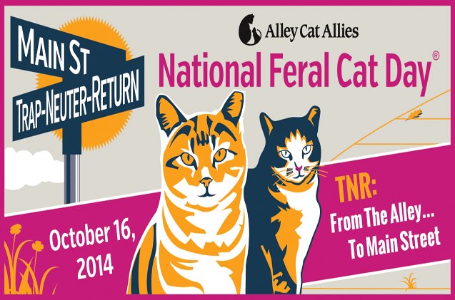 help celebrate national feralcatday on october 16 with jackson galaxy