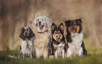 Here Are the 10 Rarest Dog Breeds in America