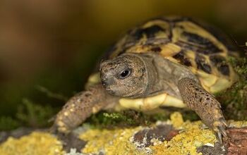 Hermann’s Tortoise