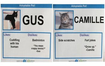 Hilarious Cat Adoption Profiles Will Make You Do A Spit Take!