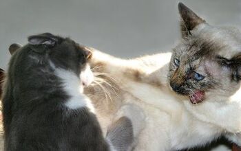 Hissing Tips on How to Stop Cats From Fighting