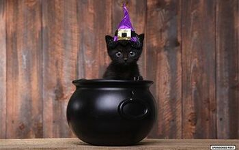 Holiday Trick or Treats For Your Cat