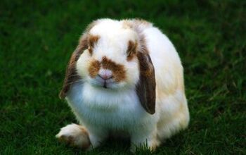 Holland Lop