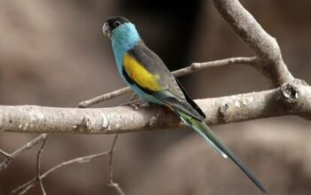 Hooded Parrot