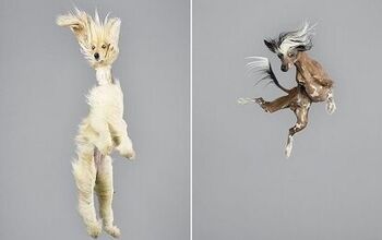 Hopping Hounds Jump For Joy In Springy New Photo Series