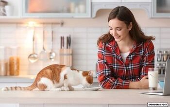 How a Simplified Diet Can Help Your Cat Live Their Best Life