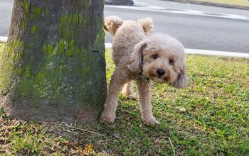 How Can I Prevent My Male Dog From Marking Territory With Urine?