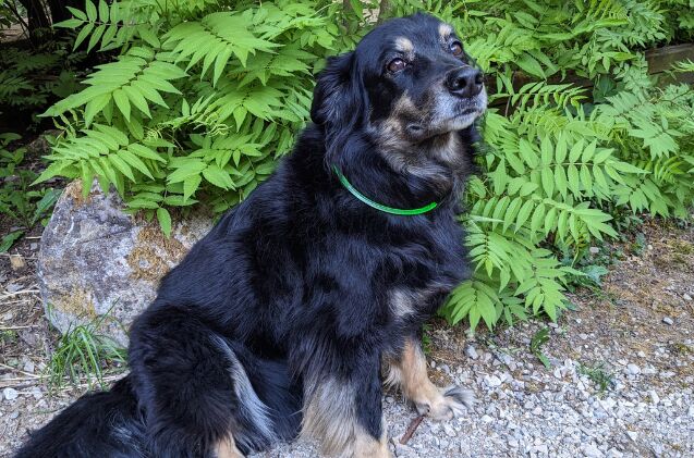 Indiana wearing his NiteHowl LED Rechargeable Safety Necklace